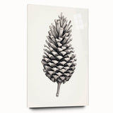 Vintage Botanical Art Prints – Black and White Pinecone Illustration