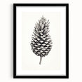 Vintage Botanical Art Prints – Black and White Pinecone Illustration