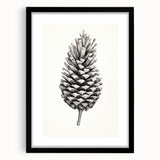 Vintage Botanical Art Prints – Black and White Pinecone Illustration