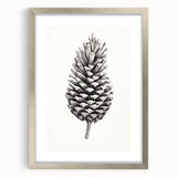 Vintage Botanical Art Prints – Black and White Pinecone Illustration