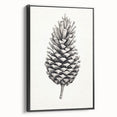 Vintage Botanical Art Prints – Black and White Pinecone Illustration