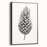 Vintage Botanical Art Prints – Black and White Pinecone Illustration