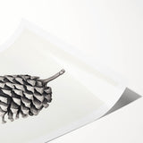 Vintage Botanical Art Prints – Black and White Pinecone Illustration