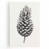 Vintage Botanical Art Prints – Black and White Pinecone Illustration