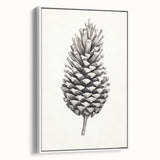 Vintage Botanical Art Prints – Black and White Pinecone Illustration
