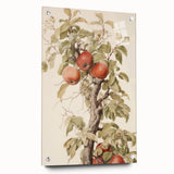 Vintage Botanical Art Prints – Apple Tree Illustration with Red Fruit