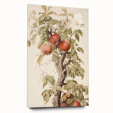 Vintage Botanical Art Prints – Apple Tree Illustration with Red Fruit