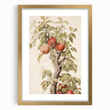 Vintage Botanical Art Prints – Apple Tree Illustration with Red Fruit