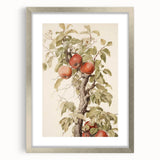 Vintage Botanical Art Prints – Apple Tree Illustration with Red Fruit