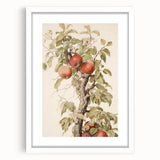 Vintage Botanical Art Prints – Apple Tree Illustration with Red Fruit