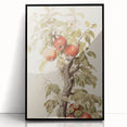 Vintage Botanical Art Prints – Apple Tree Illustration with Red Fruit