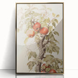 Vintage Botanical Art Prints – Apple Tree Illustration with Red Fruit