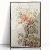 Vintage Botanical Art Prints – Apple Tree Illustration with Red Fruit