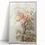 Vintage Botanical Art Prints – Apple Tree Illustration with Red Fruit