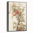 Vintage Botanical Art Prints – Apple Tree Illustration with Red Fruit
