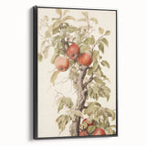 Vintage Botanical Art Prints – Apple Tree Illustration with Red Fruit