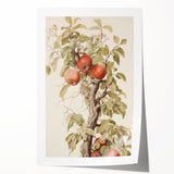 Vintage Botanical Art Prints – Apple Tree Illustration with Red Fruit