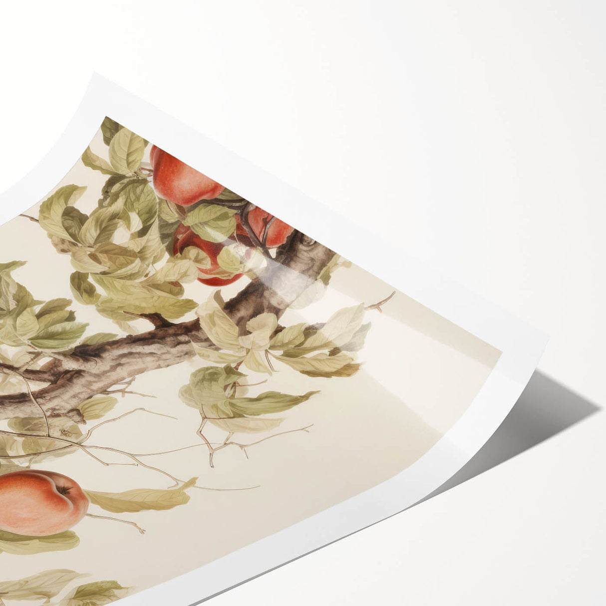 Vintage Botanical Art Prints – Apple Tree Illustration with Red Fruit