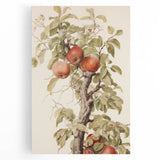 Vintage Botanical Art Prints – Apple Tree Illustration with Red Fruit