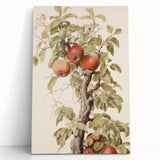 Vintage Botanical Art Prints – Apple Tree Illustration with Red Fruit