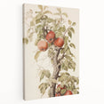 Vintage Botanical Art Prints – Apple Tree Illustration with Red Fruit