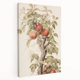 Vintage Botanical Art Prints – Apple Tree Illustration with Red Fruit