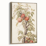 Vintage Botanical Art Prints – Apple Tree Illustration with Red Fruit