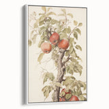 Vintage Botanical Art Prints – Apple Tree Illustration with Red Fruit