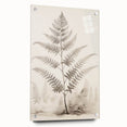 Vintage Botanical Art Prints – Fern Illustration in Black and White