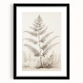 Vintage Botanical Art Prints – Fern Illustration in Black and White