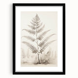 Vintage Botanical Art Prints – Fern Illustration in Black and White