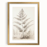 Vintage Botanical Art Prints – Fern Illustration in Black and White