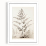 Vintage Botanical Art Prints – Fern Illustration in Black and White