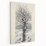Vintage Botanical Art Prints – Snowy Tree Illustration in Black and White