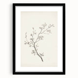Vintage Botanical Art Prints – Black and White Branch Illustration