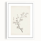 Vintage Botanical Art Prints – Black and White Branch Illustration
