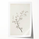 Vintage Botanical Art Prints – Black and White Branch Illustration