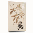 Vintage Botanical Art Prints – Branch with Berries Illustration