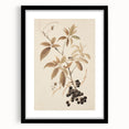 Vintage Botanical Art Prints – Branch with Berries Illustration