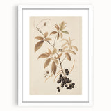 Vintage Botanical Art Prints – Branch with Berries Illustration