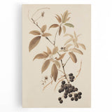 Vintage Botanical Art Prints – Branch with Berries Illustration