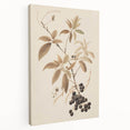 Vintage Botanical Art Prints – Branch with Berries Illustration