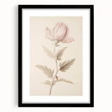 Vintage Botanical Art Prints – Soft Pink Flower Illustration