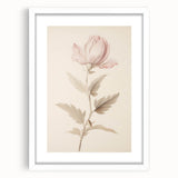 Vintage Botanical Art Prints – Soft Pink Flower Illustration