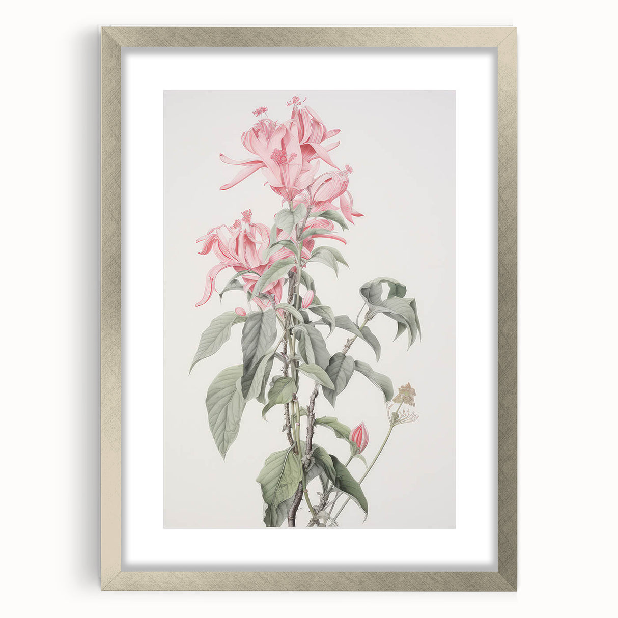 Vintage Botanical Art Print - Pink Floral Illustration – Framed