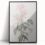 Vintage Botanical Art Print - Pink Floral Illustration – Framed