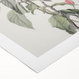 Vintage Botanical Art Print - Pink Floral Illustration – Framed