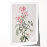 Vintage Botanical Art Print - Pink Floral Illustration – Framed