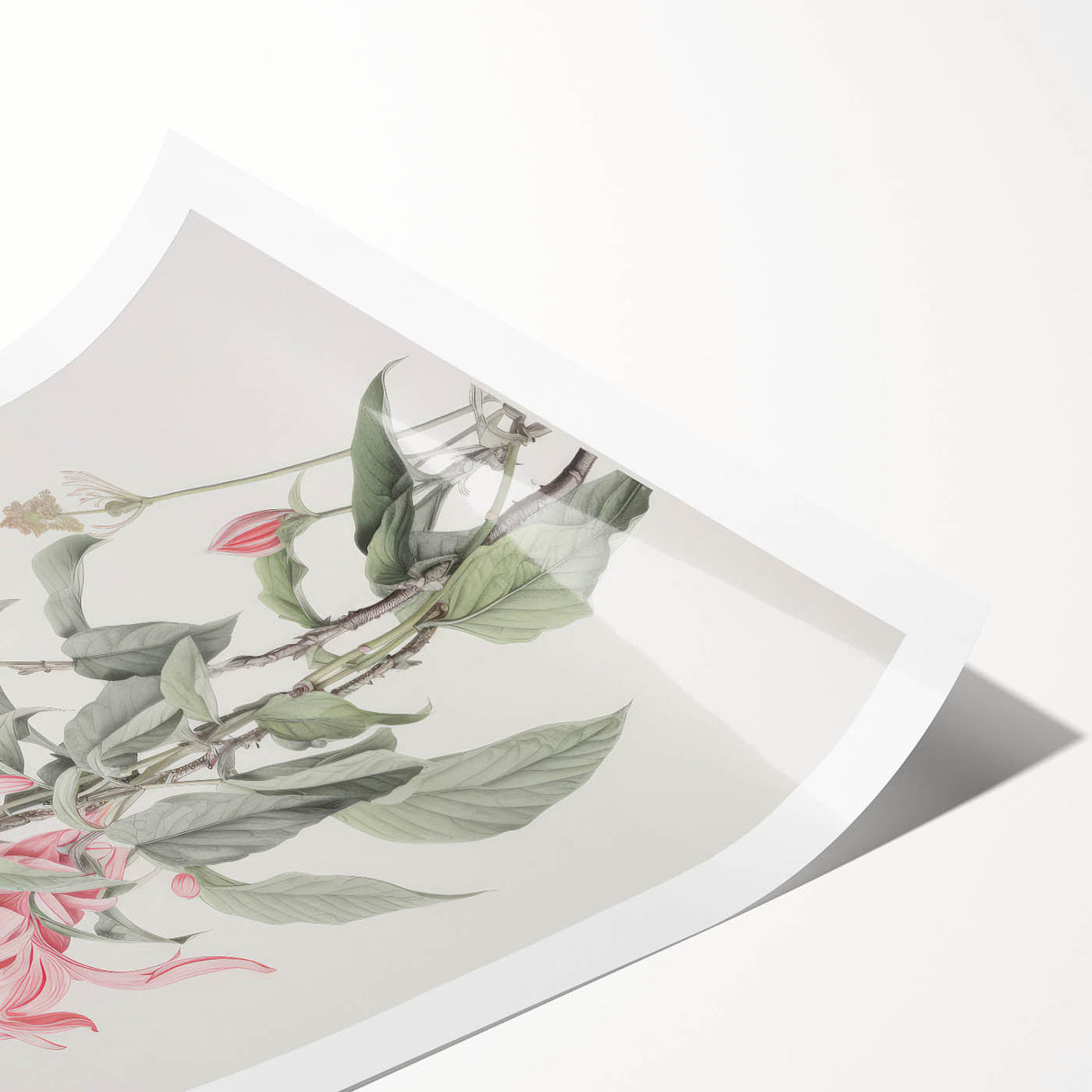 Vintage Botanical Art Print - Pink Floral Illustration – Framed