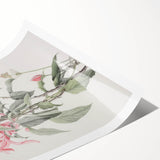 Vintage Botanical Art Print - Pink Floral Illustration – Framed